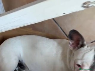 Bulldog Francés perros Bulldog francés - Anuncio 1