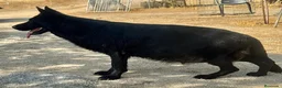 Pastor Alemán perros en venta: pastor alemán belleza negro sólido  - Anuncio 3