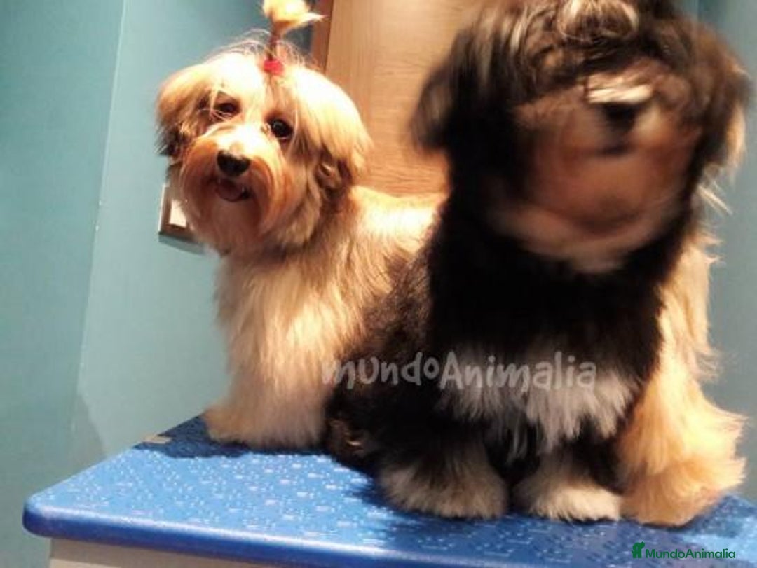 Imagen de galería {{count}}