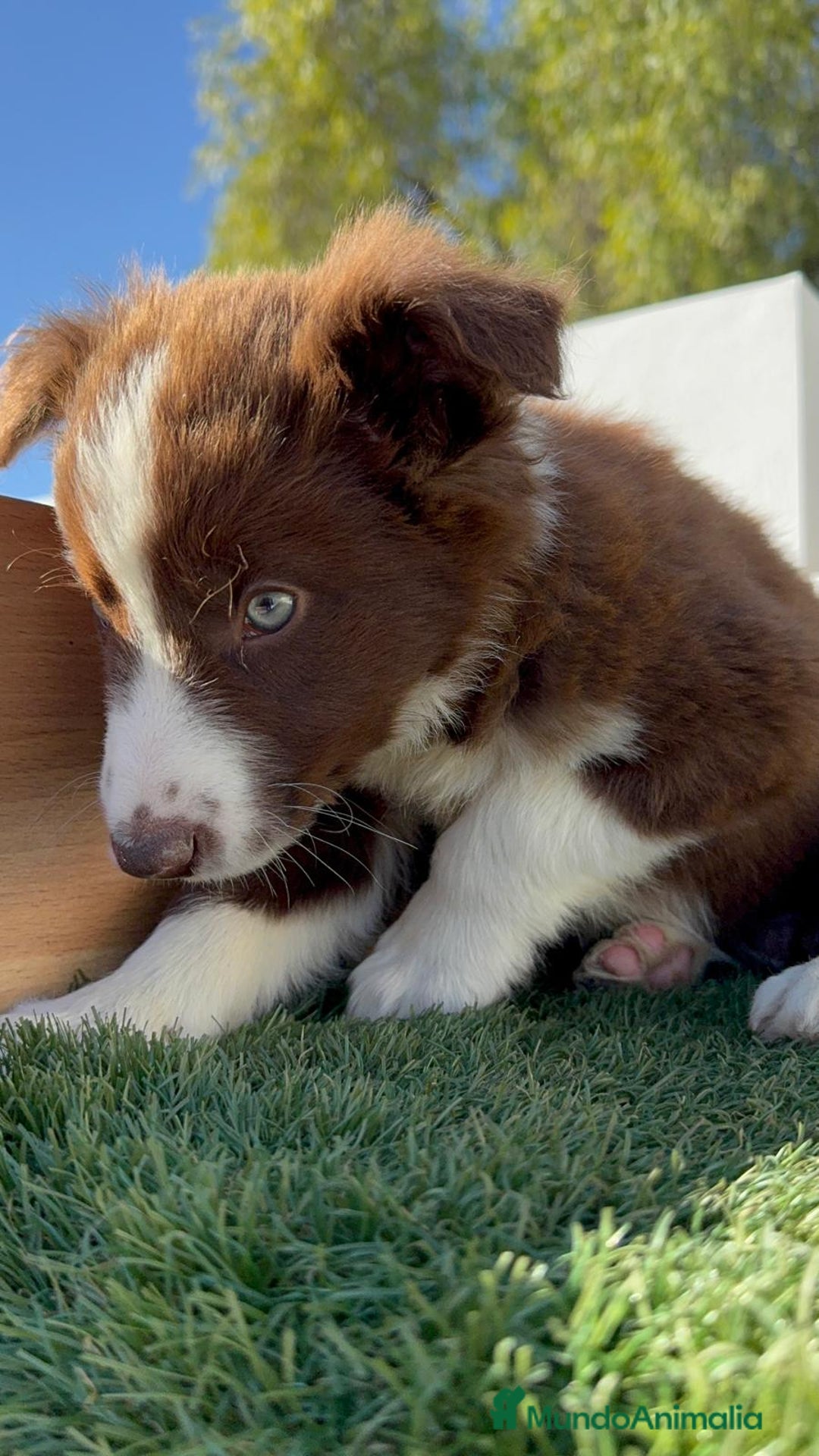 Border Collie perros en venta: BORDER COLLIE - Anuncio 16