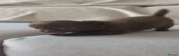 Chihuahua perros en venta: Chihuahua hembra pelo largo chocolate 🍫 - Anuncio 2