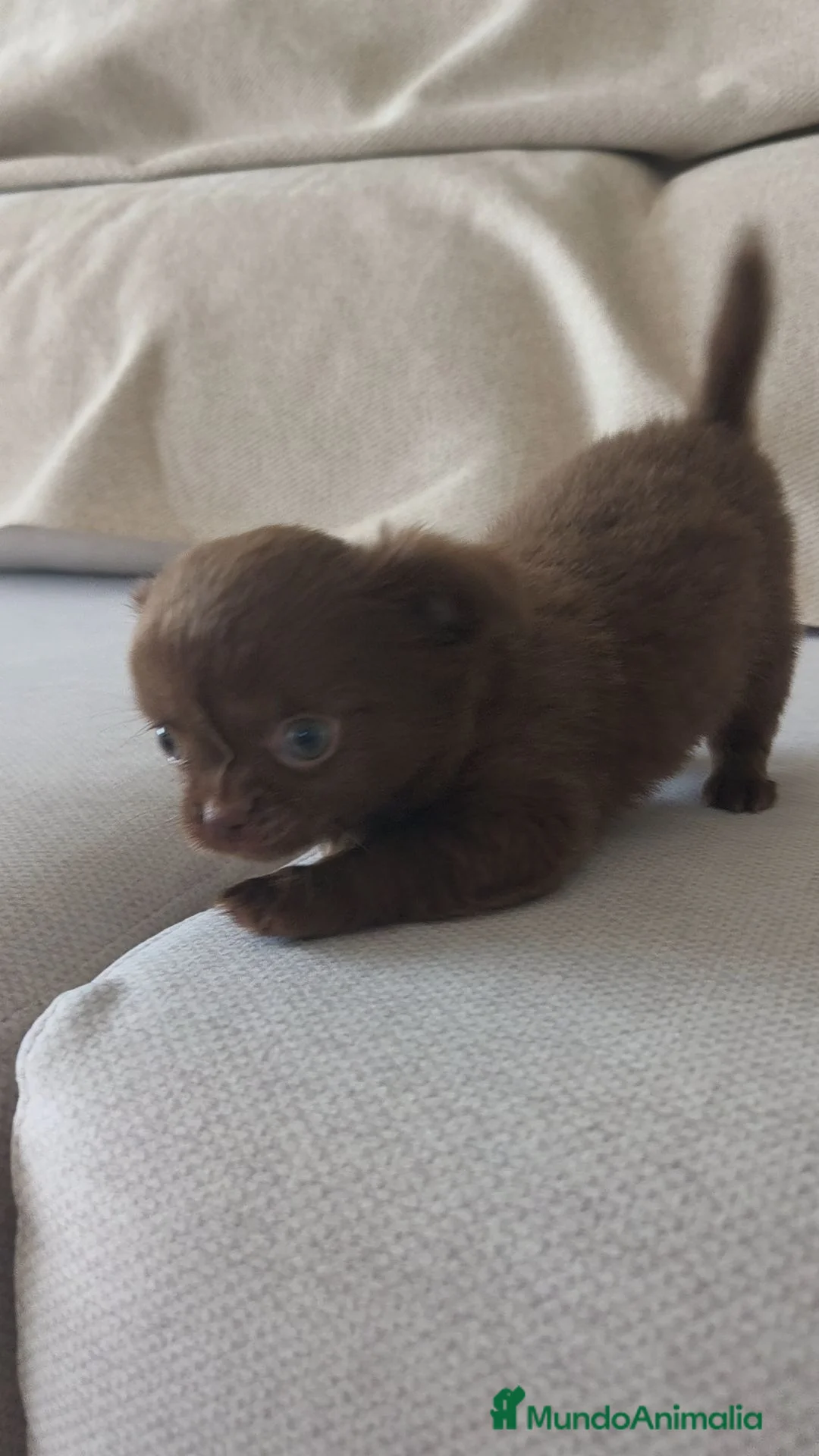 Chihuahua perros en venta: Chihuahua hembra pelo largo chocolate 🍫 - Anuncio 2