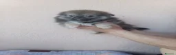 Pekinés perros en venta: Pekines - Anuncio 14