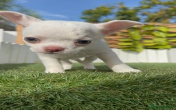 Chihuahua perros en venta: CHIHUAHUA HEMBRA - Imagen 6