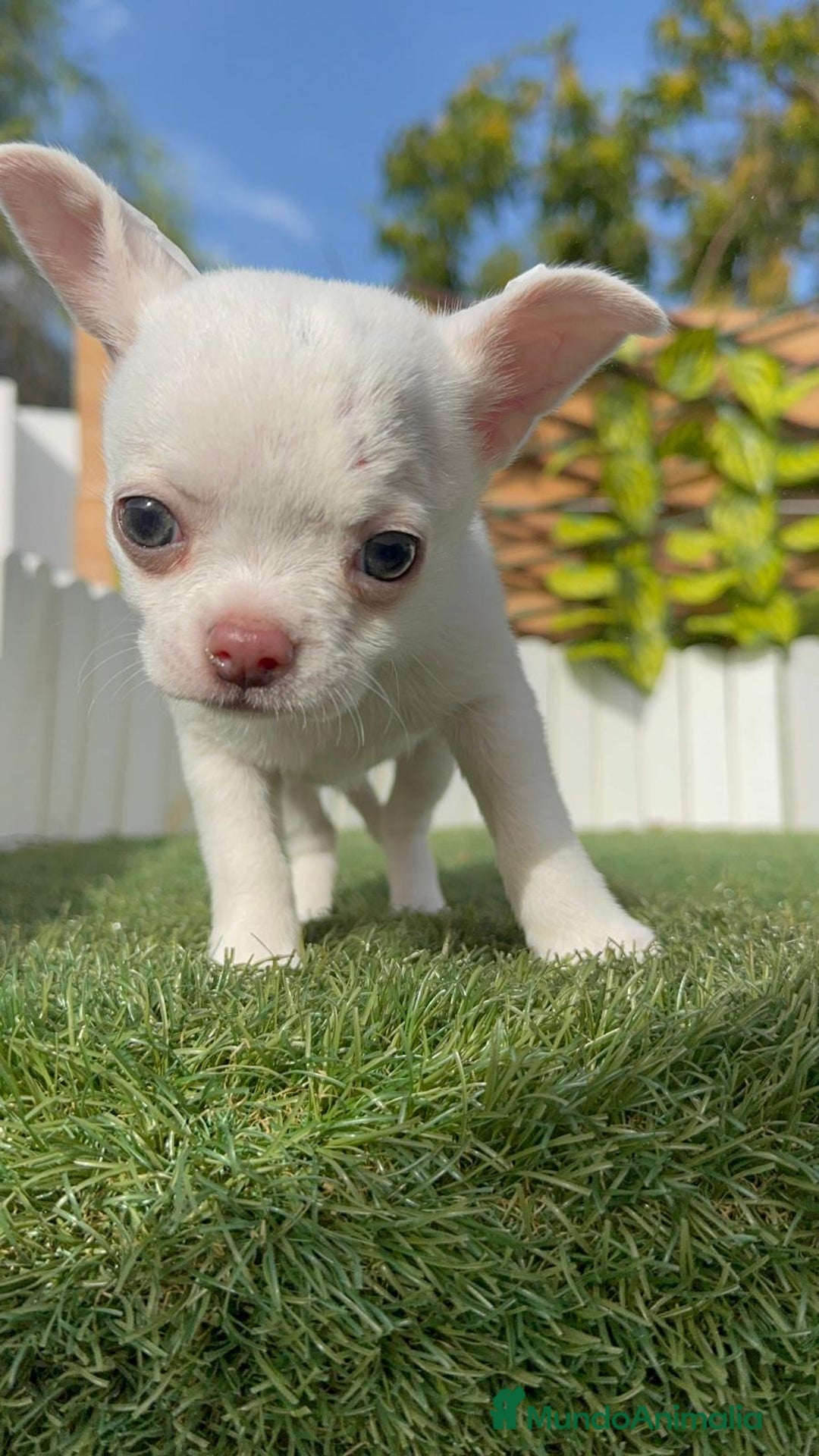 Chihuahua perros en venta: CHIHUAHUA HEMBRA - Imagen 6