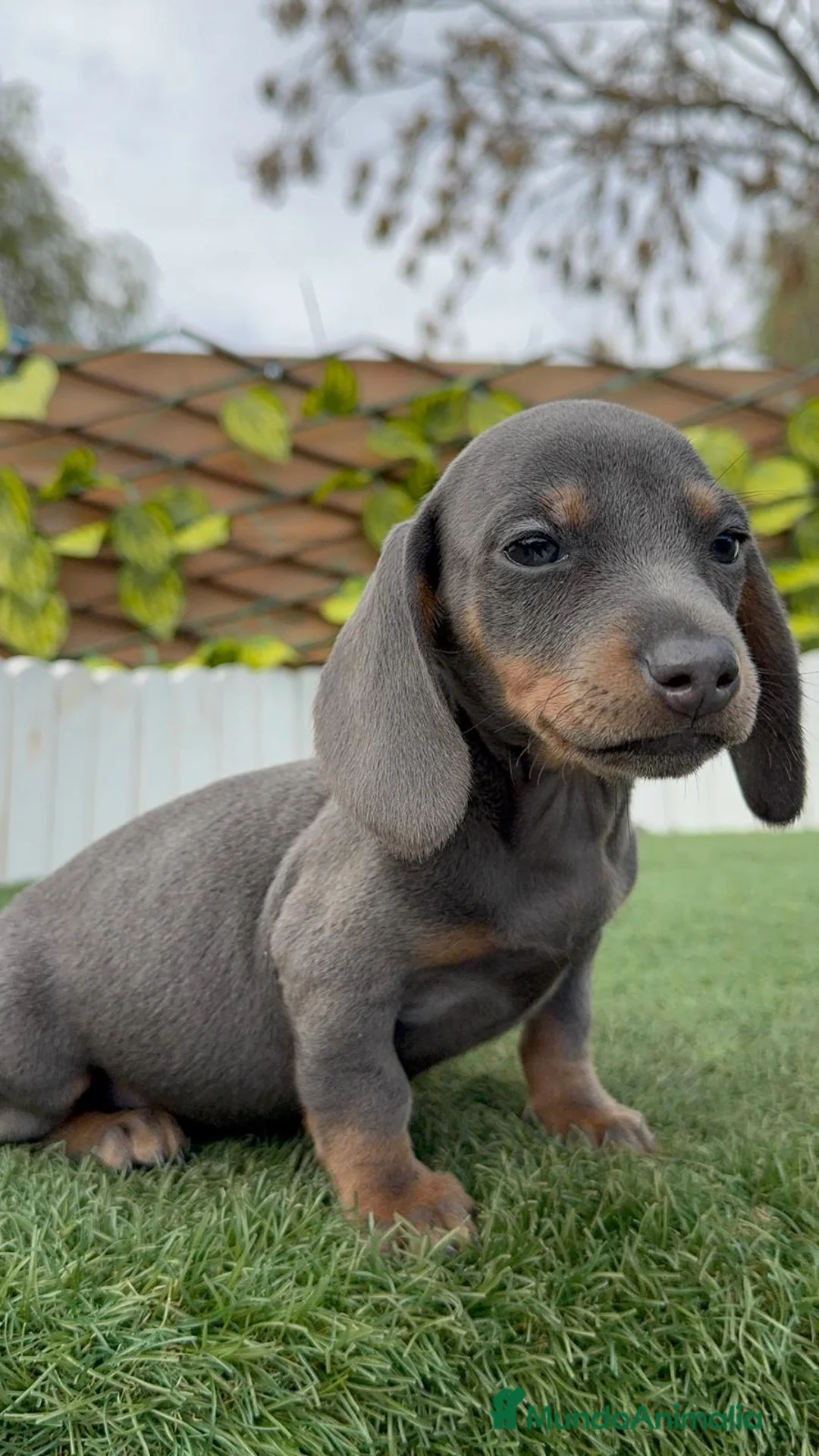 Teckel Miniatura perros en venta: TECKEL MINIATURA BLE - Anuncio 9