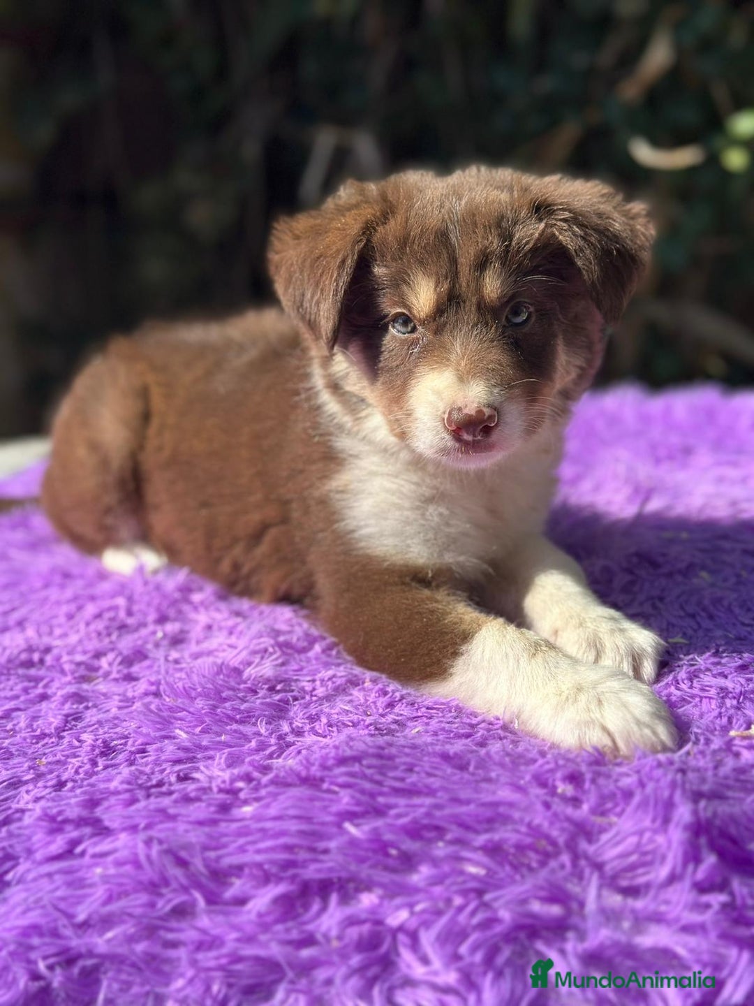 Border Collie perros en venta: Border collie chocolate - Imagen 1