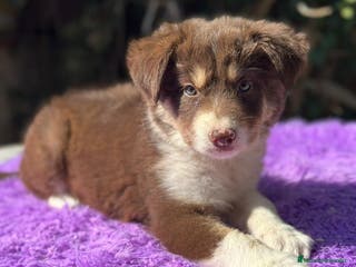 Border Collie perros Border collie chocolate - Anuncio 5