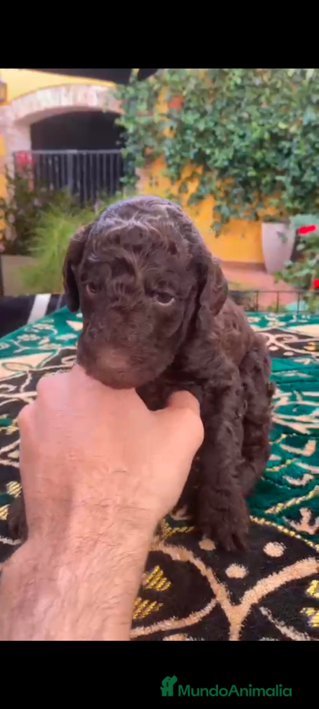 Caniche Gigante perros en venta: Caniche gigante machos  - Anuncio 4