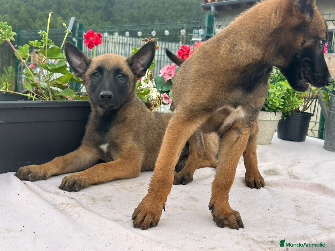 Pastor Belga Malinois perros en venta: Pastor belga malinois. Precio real en Cantabria - Imagen 2