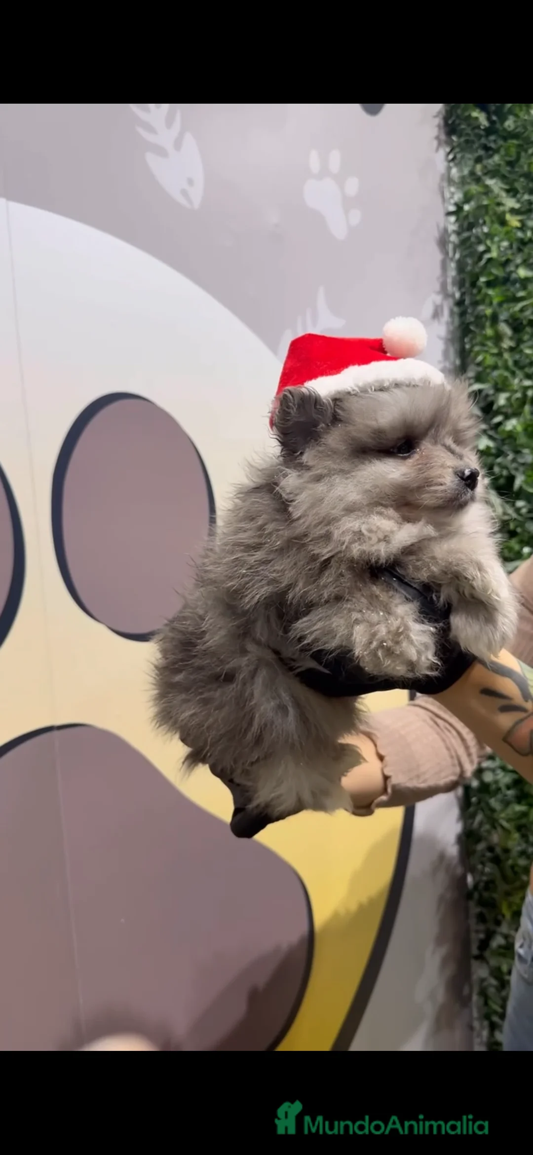 Pomerania perros en venta: Disponibles 3 cachorros pomerania merle - Anuncio 5