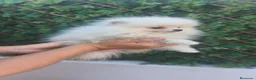 Pomerania perros en venta: Pomerania TOY Blanco macho disponible  - Anuncio 1