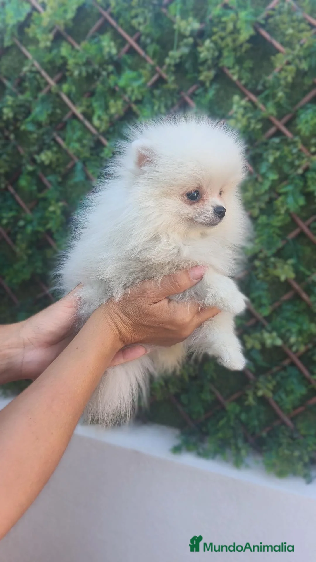 Pomerania perros en venta: Pomerania TOY Blanco macho disponible  - Anuncio 1