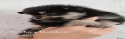 Pomerania perros en venta: Pomerania Black & Tan — Macho y Hembra” - Anuncio 3
