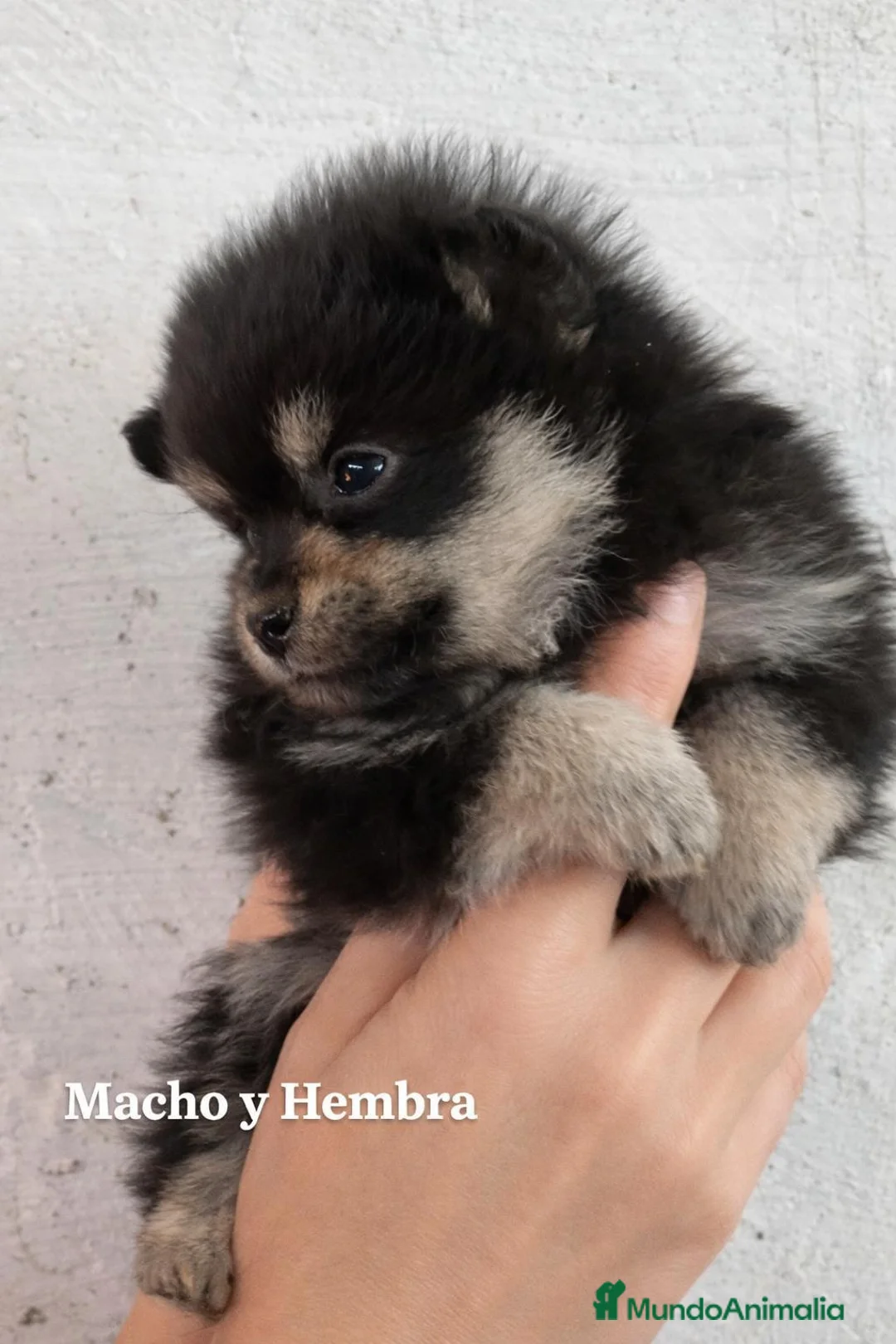 Pomerania perros en venta: Pomerania Black & Tan — Macho y Hembra” - Anuncio 3