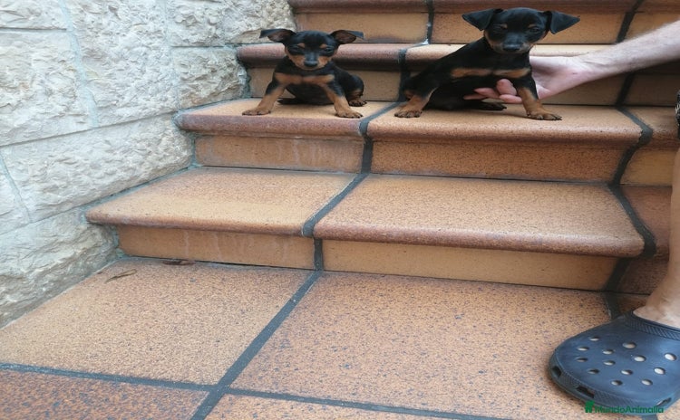 Pinscher Miniatura perros - Propaganda 1