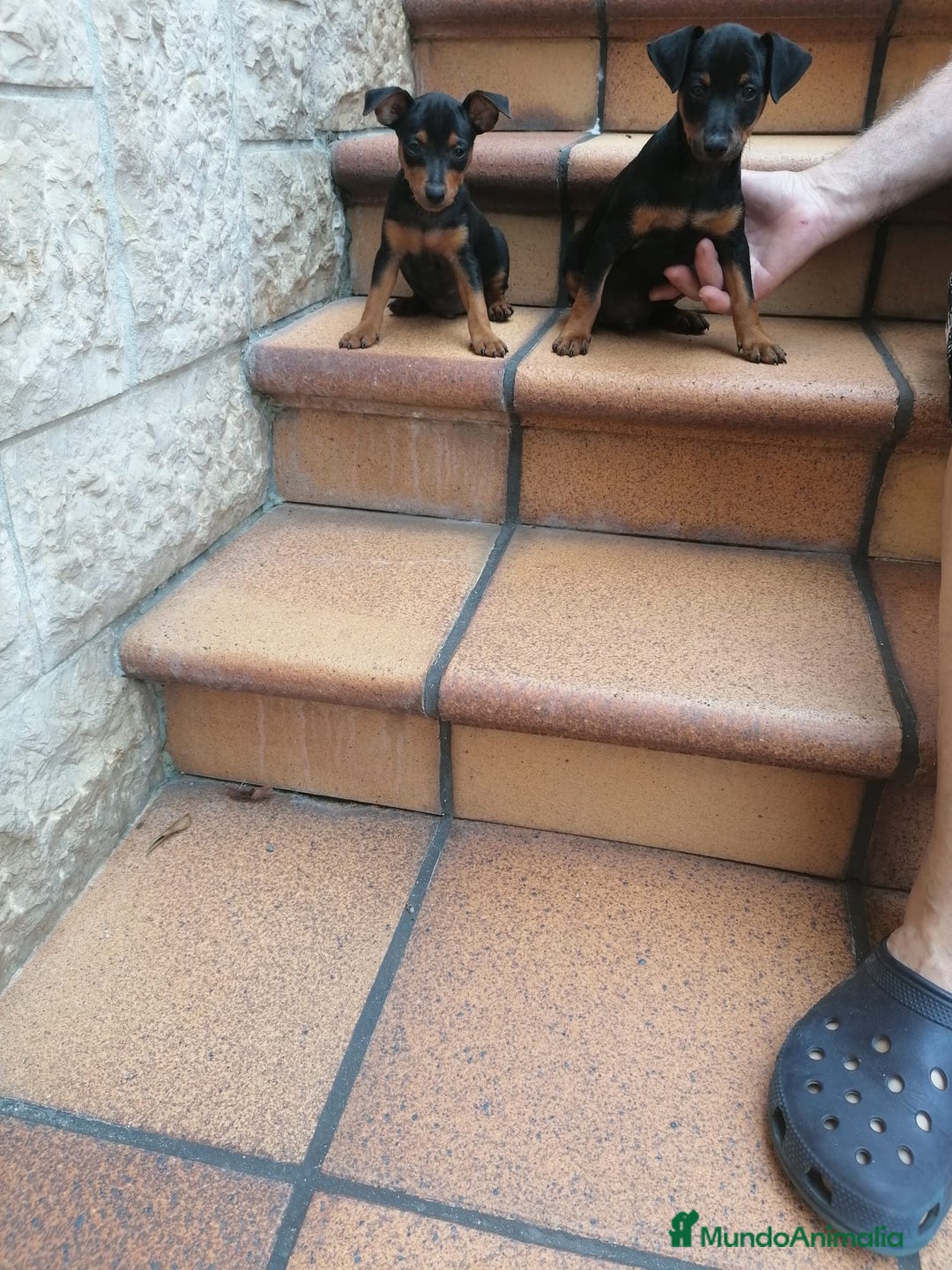 Pinscher Miniatura perros en venta: Pincher pura raza - Imagen 1