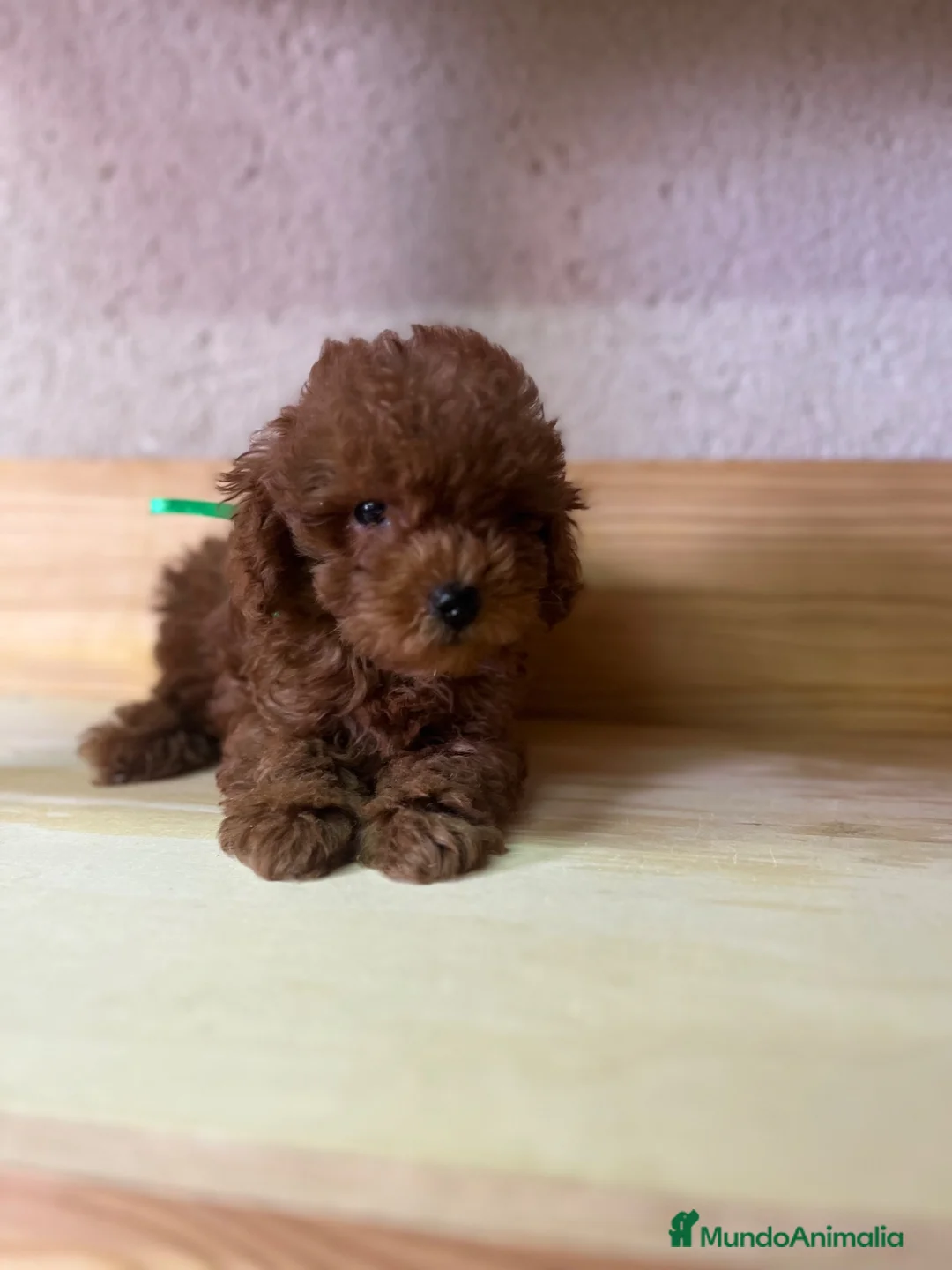 Caniche Enano perros en venta: Caniche rojo  - Anuncio 3