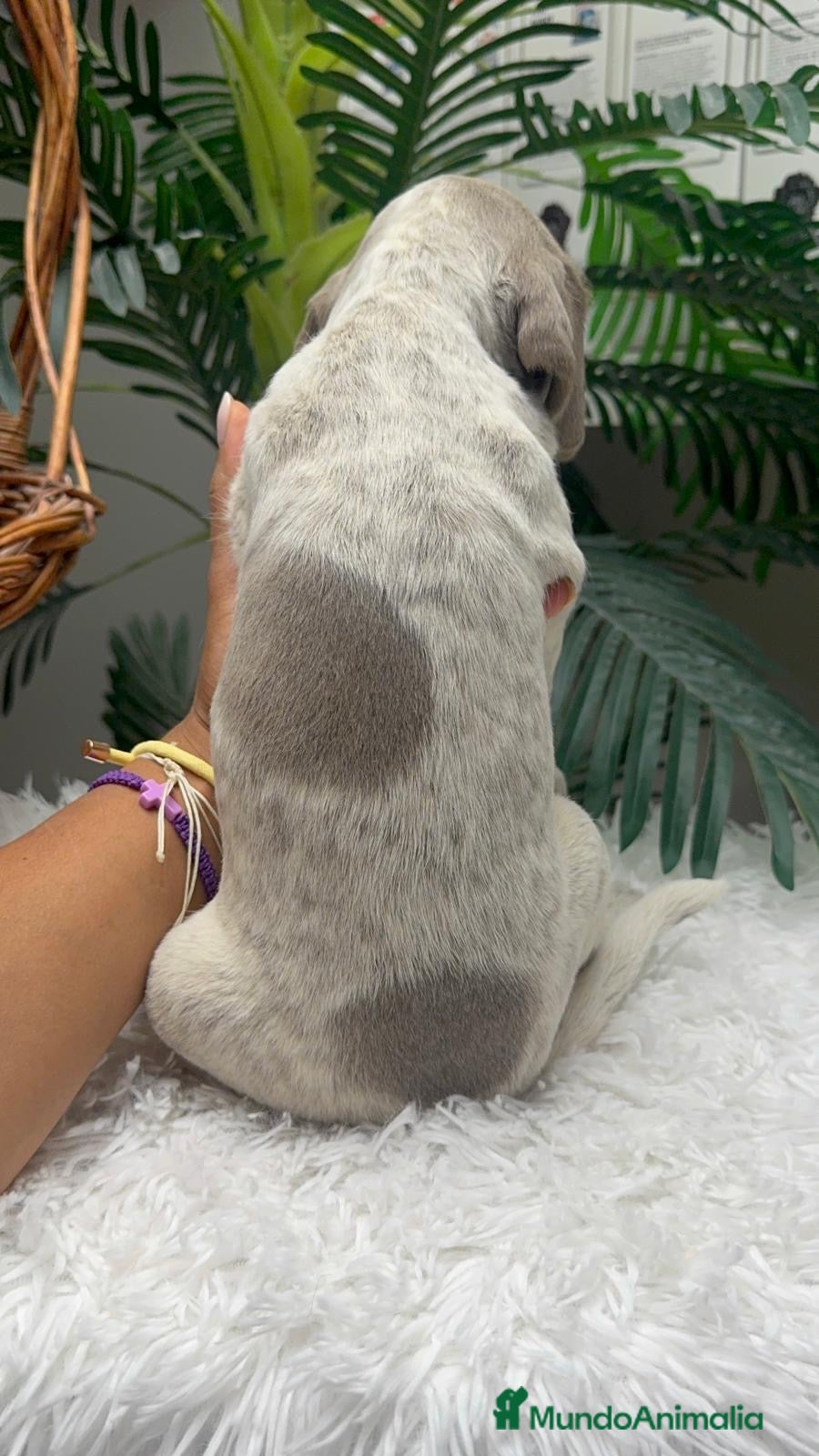 Braco Alemán de Pelo Corto perros en venta: BRACO ALEMAN - Anuncio 25