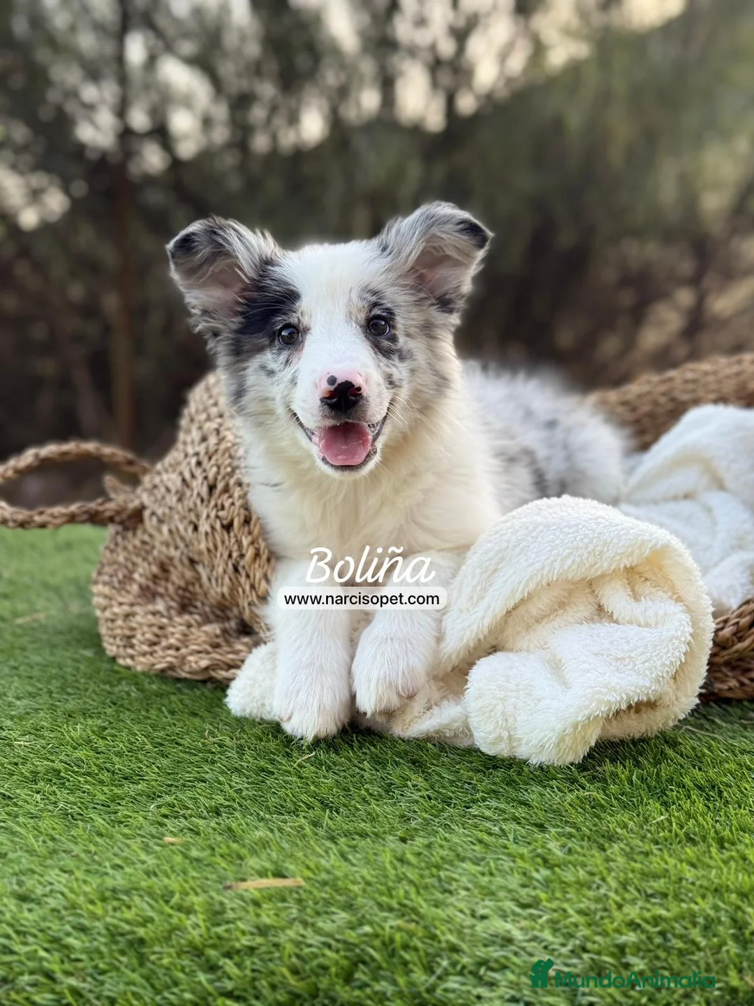 Border Collie perros en venta: BORDER COLLIE MERLE HEMBRA - Anuncio 1