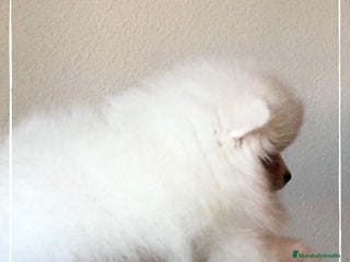 Pomerania perros en Madrid - Anuncio 7