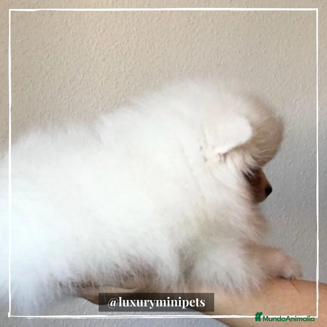 Pomerania perros en venta: Camada de adorables Lulú de Pomerania en Madrid - Anuncio 1