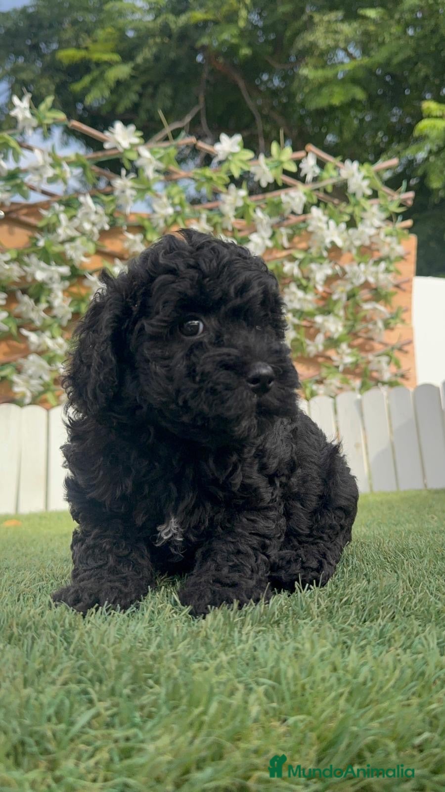 Caniche Enano perros CANICHE ENANA 🎀 - Anuncio 30