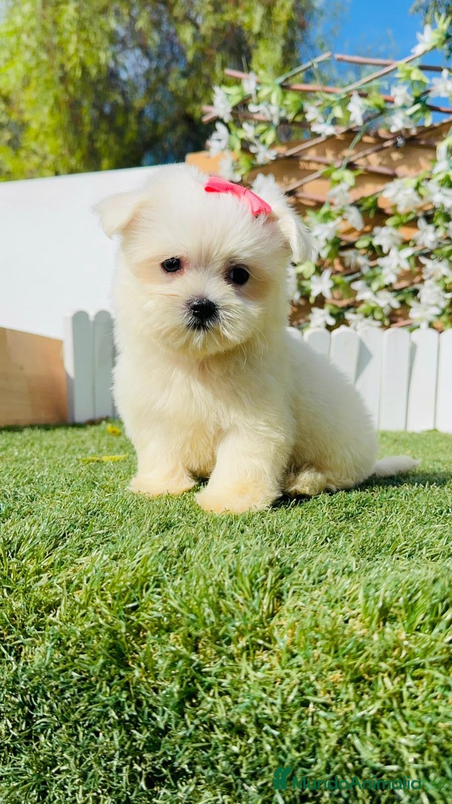 Bichón Maltés perros BICHON MALTES - Anuncio 1