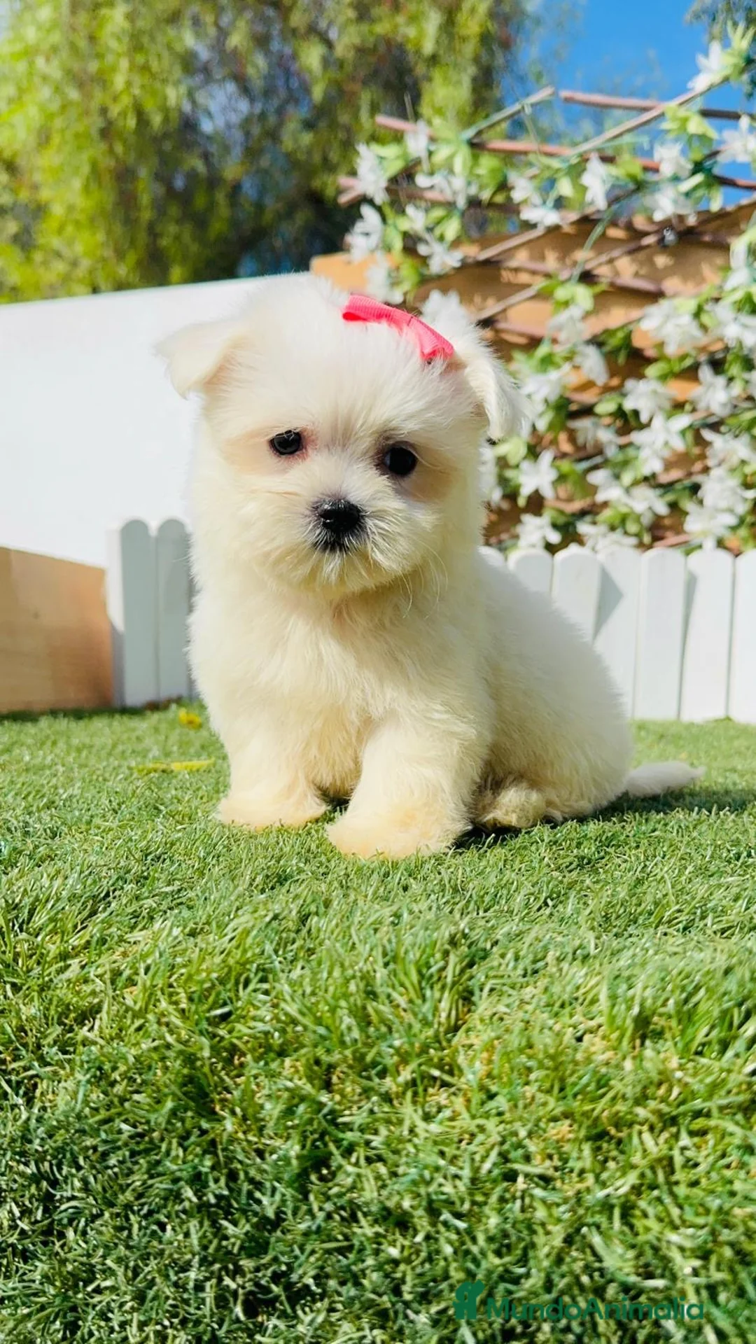 Bichón Maltés perros en venta: BICHON MALTES - Anuncio 1