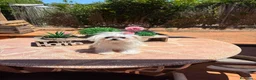 Bichón Maltés perros en venta: B. Maltés Coreana 100% - Anuncio 2
