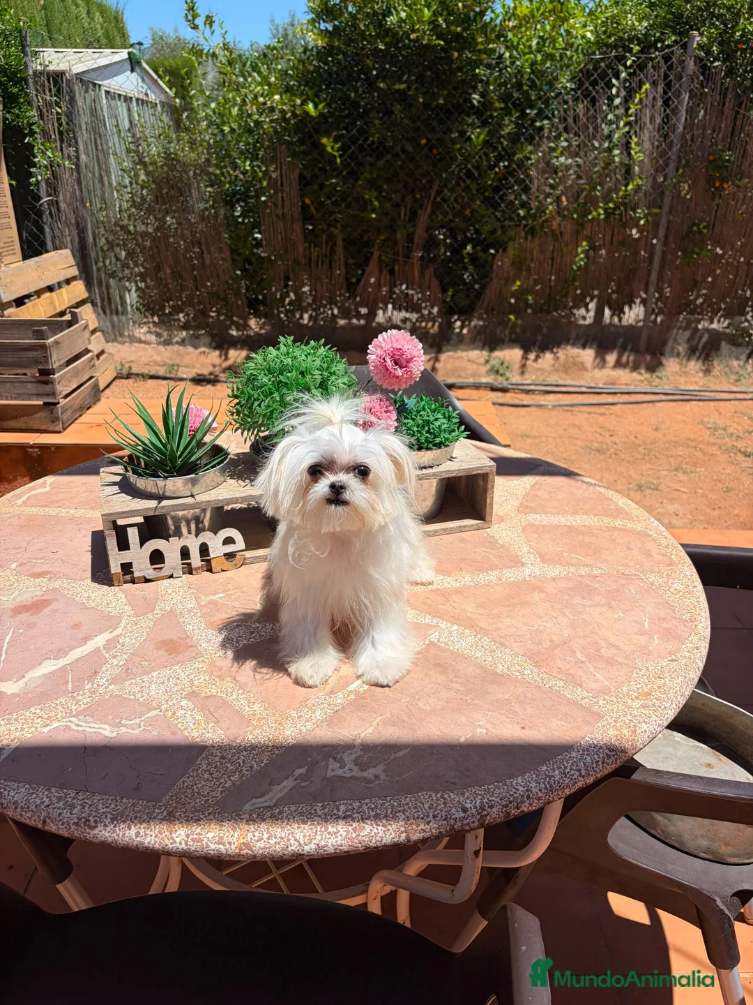 Bichón Maltés perros en venta: B. Maltés Coreana 100% - Anuncio 2