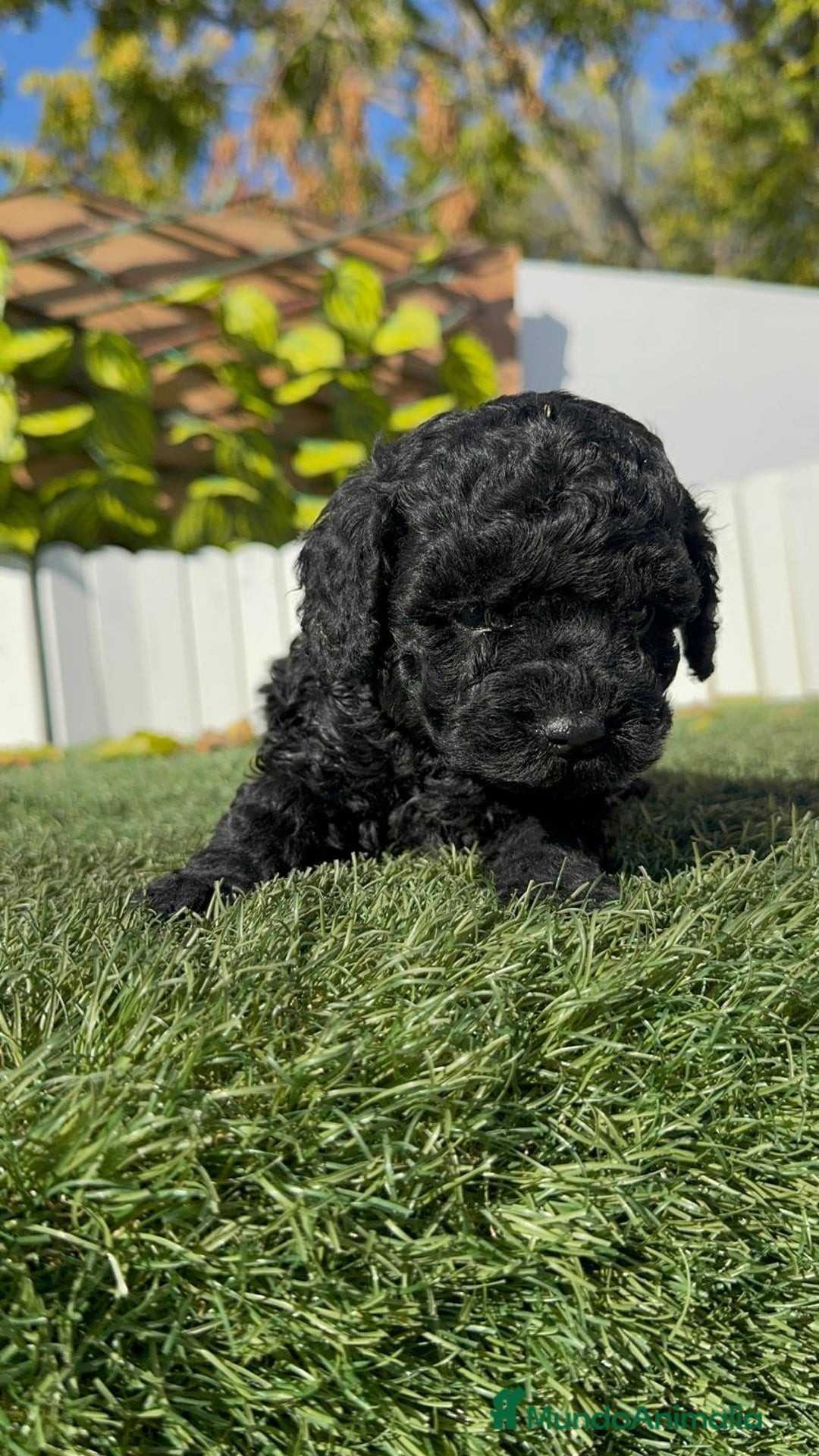 Caniche Toy perros en venta: CANICHE TOY HEMBRA - Anuncio 10