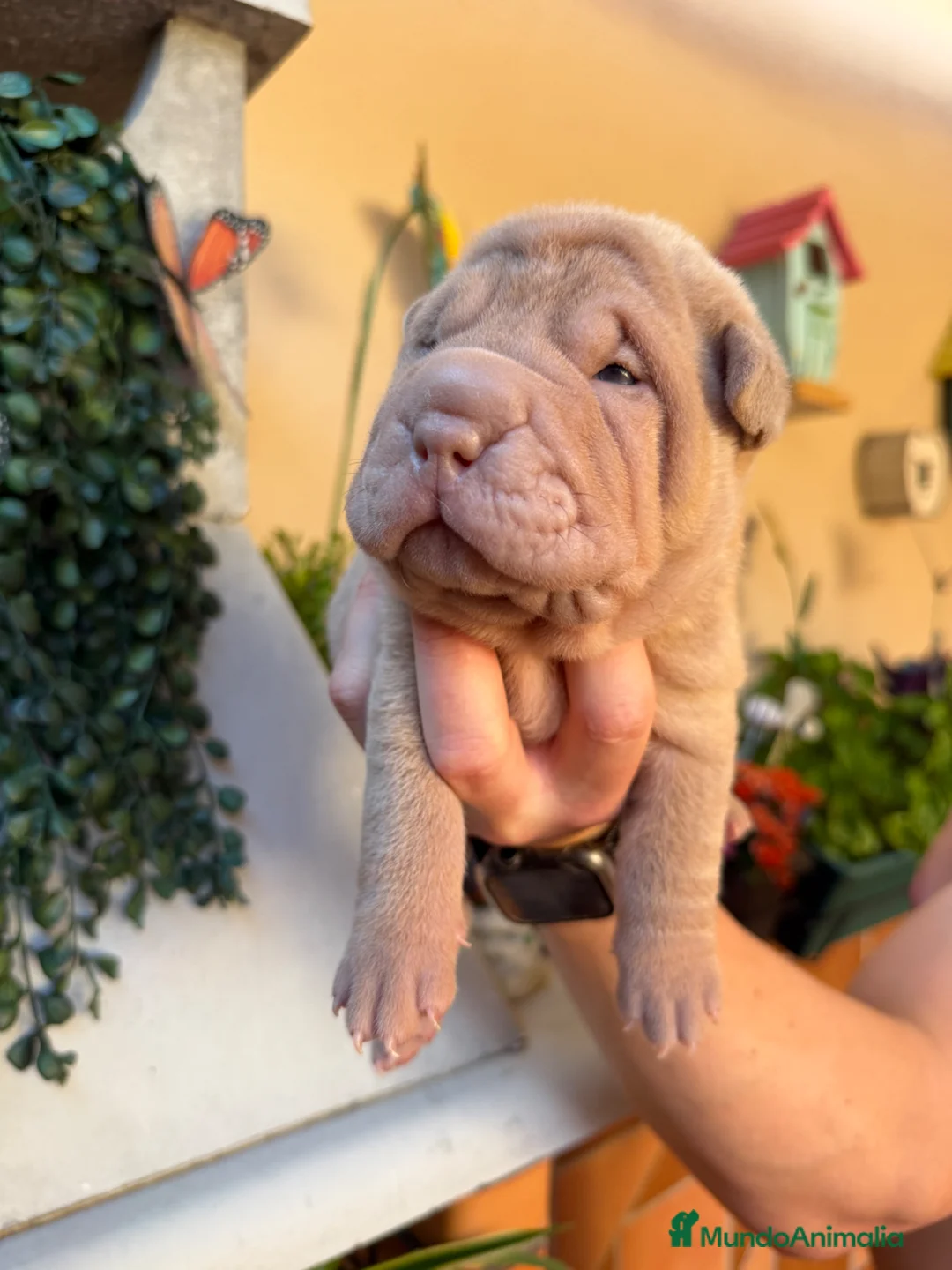 Shar Pei perros en venta: Shar-pei línea americana  - Anuncio 1