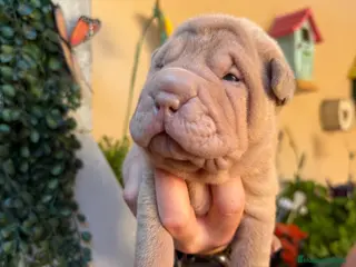 Shar Pei perros Shar-pei línea americana - Anuncio 3