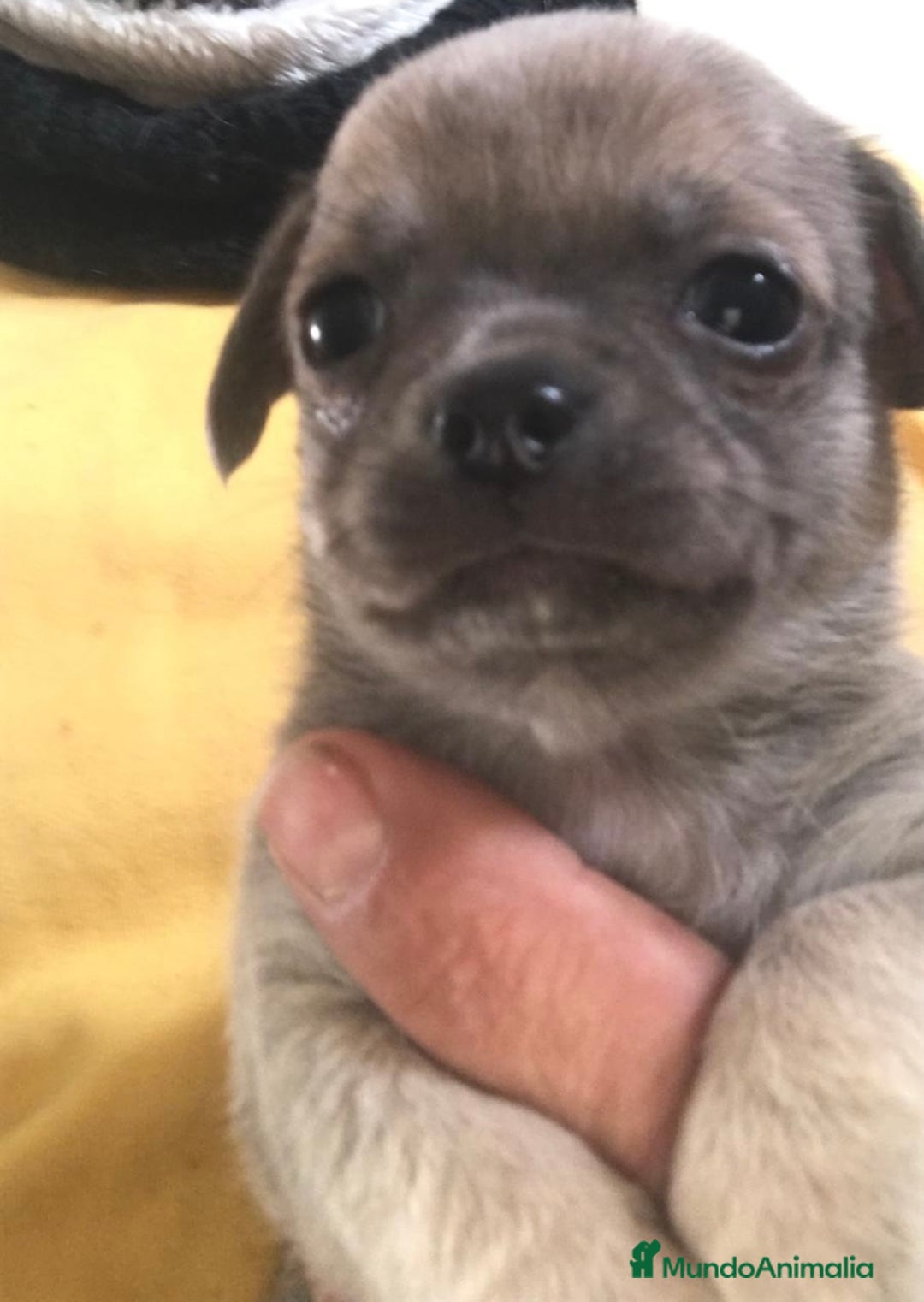 Chihuahua perros en venta: Preciosos chihuahuas toy  - Anuncio 5