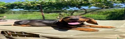 Teckel Miniatura perros en venta: TECKEL MINIATURA MACHO - Anuncio 2
