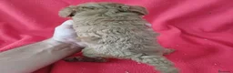 Caniche Enano perros en venta: Caniche Enano  - Anuncio 3