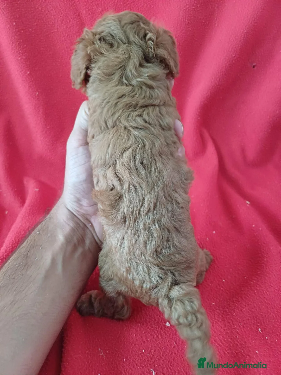 Caniche Enano perros en venta: Caniche Enano  - Anuncio 3
