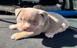 American Bully perros en venta: American bully pocket  - Imagen 13