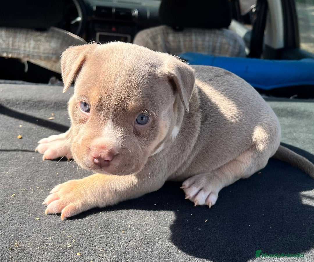 American Bully perros en venta: American bully pocket  - Imagen 13