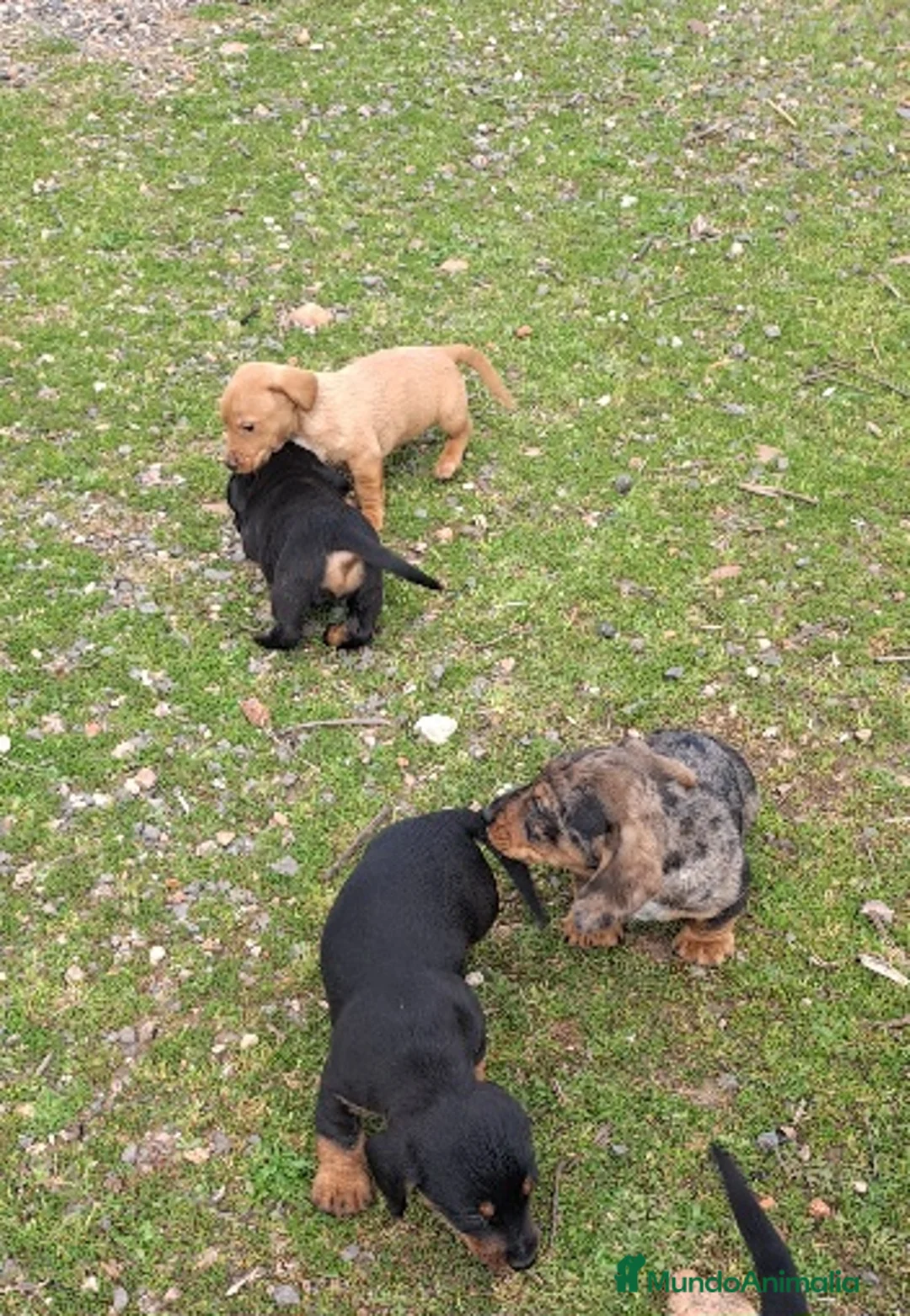 Teckel perros en venta: Teckel - Anuncio 3