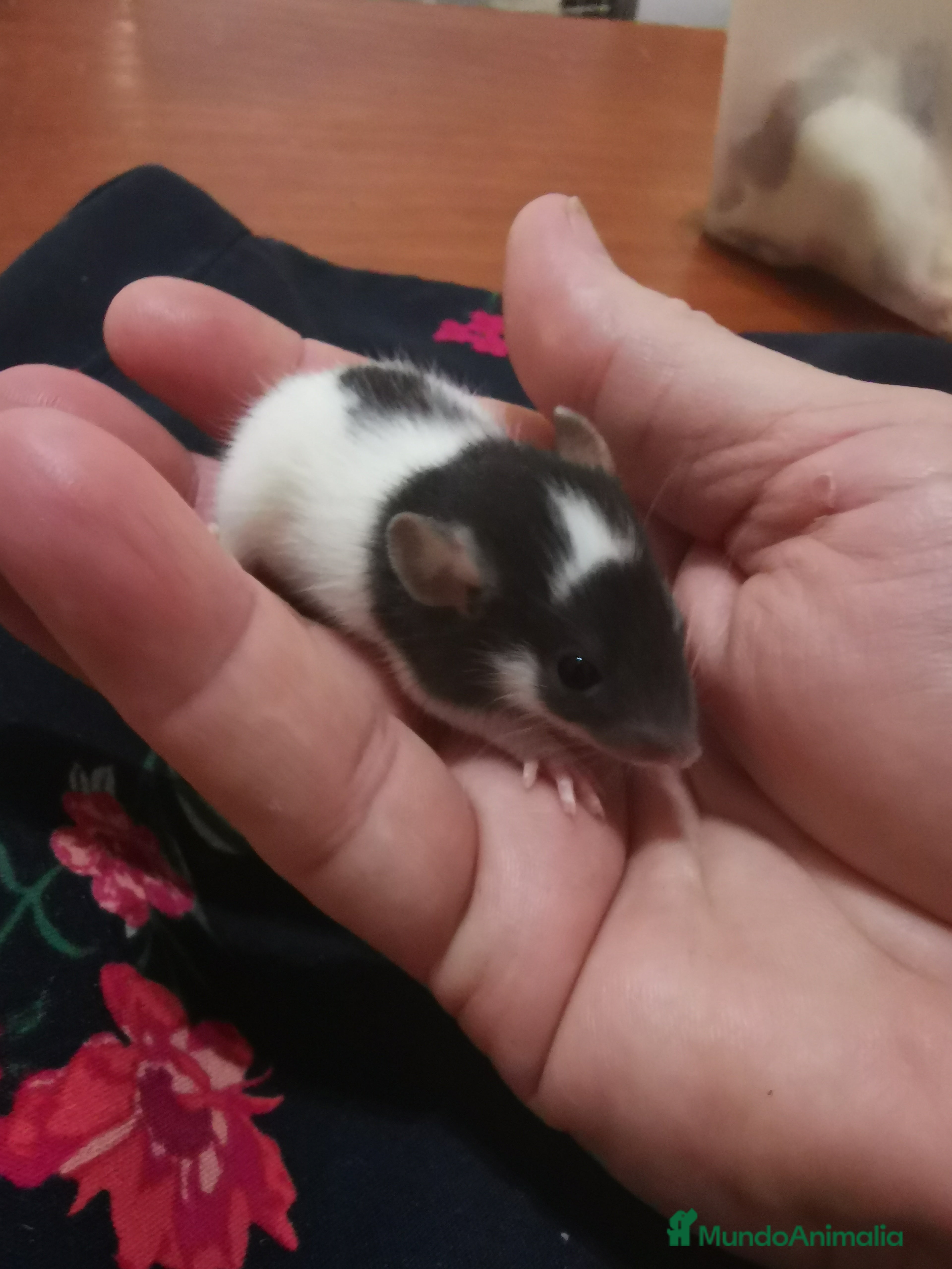 Azul Ruso gatos Ratas dumbo  - Anuncio 3