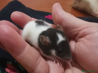 Azul Ruso gatos - Anuncio 1