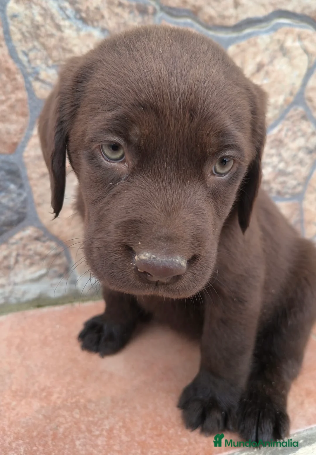 Labrador Retriever perros en venta: Labrador retriever chocolate 🐶🐾 en Cádiz - Anuncio 2