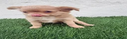 Chihuahua perros en venta: Chihuahua  - Anuncio 12