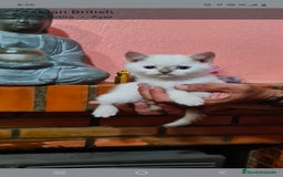 Británico de Pelo Corto gatos en venta: British  - Imagen 2