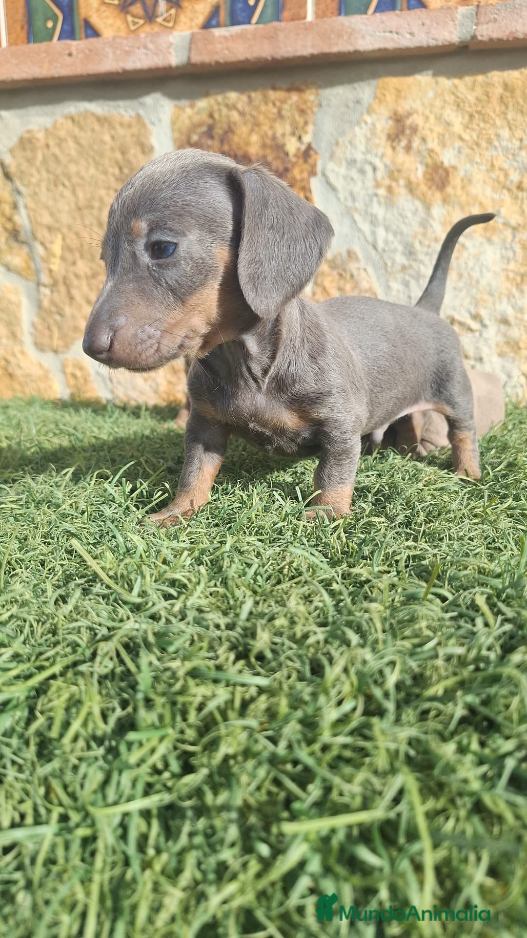 Teckel perros en venta: Teckel  - Imagen 1