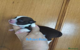 Chihuahua perros en venta: CHIHUAHUAS TOYS CALIDAD Y SELECCIÓN  - Imagen 9