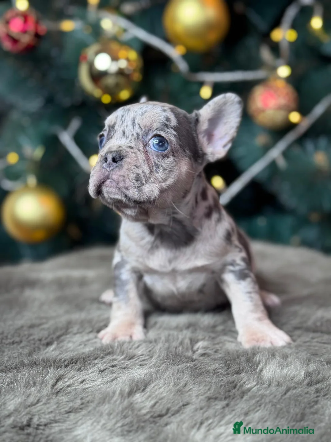 Bulldog Francés perros en venta: Bulldog francés puppy  - Anuncio 3