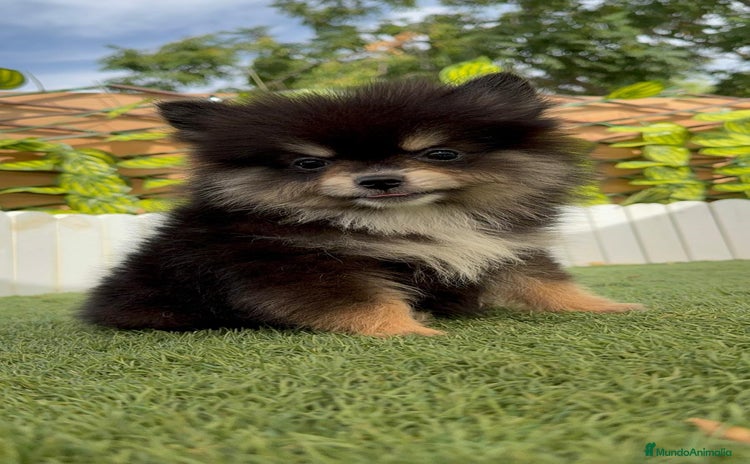Pomerania perros - Anuncio 2